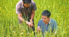 2020最新农作物病虫害防治条例【全文】