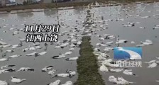 江西上饶，老人饲养的4000多只鸭子被毒死，损失十几万元