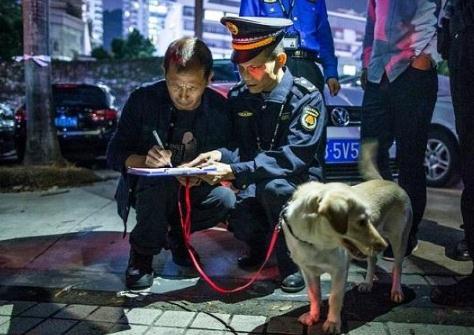 2020最新深圳市养犬管理条例全文