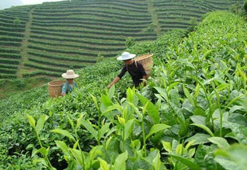 福建省促进茶产业发展条例2020【全文】