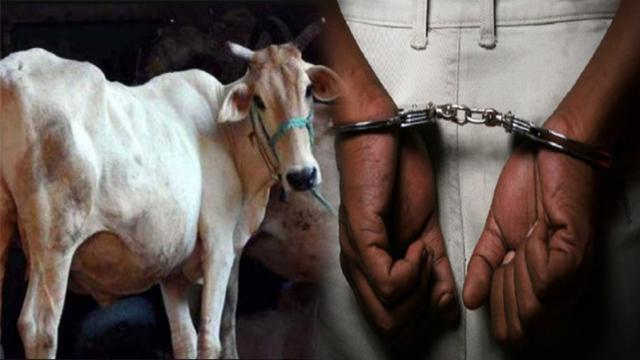 印度男子涉嫌强奸母牛被捕 类似案件今年已发生多起