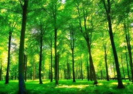 中华人民共和国森林法实施条例最新修订【第278号】
