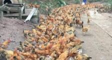 246只土鸡因村民放烟花被吓死 到底属不属于侵权纠纷?