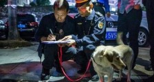 2020最新深圳市养犬管理条例全文