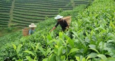 福建省促进茶产业发展条例2020【全文】