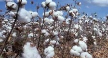 棉花质量监督管理条例2021修订【全文】
