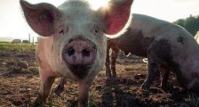 2021生猪养殖合伙经营协议范本【标准版】