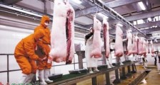 2021年生猪屠宰管理条例修订【全文】