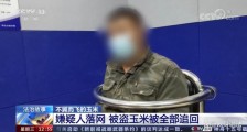 黑龙江哈尔滨，农民10万斤待收玉米一夜之间被盗，警方快速破案